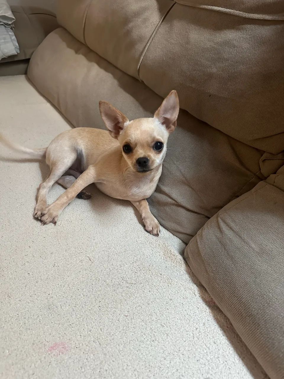 Chihuahua macho 