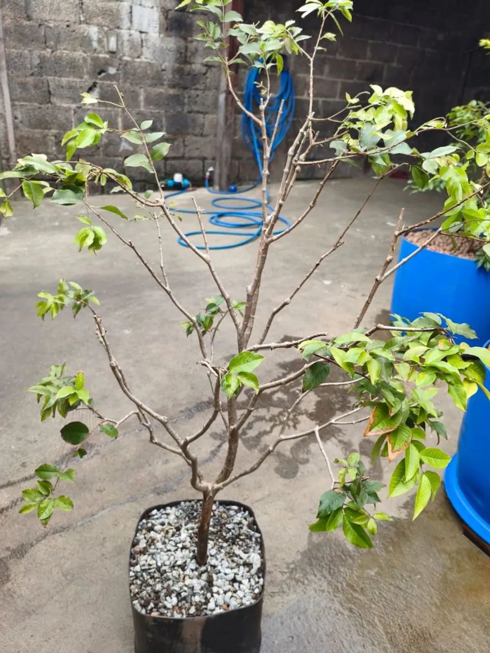 Pe de Jabuticaba - Foto 4