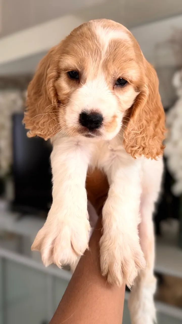 Cocker spaniel - Foto 4