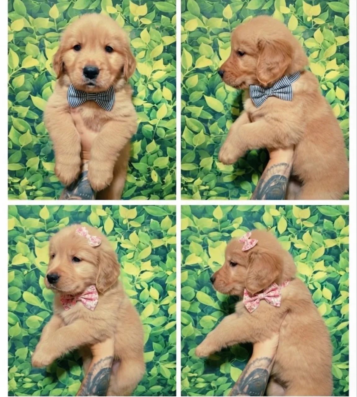 GOLDEN RETRIEVER CANILSTARDOG 