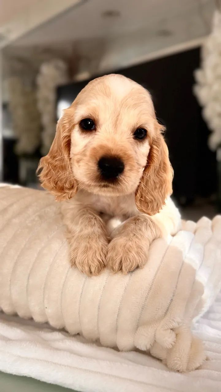 Cocker spaniel - Foto 3