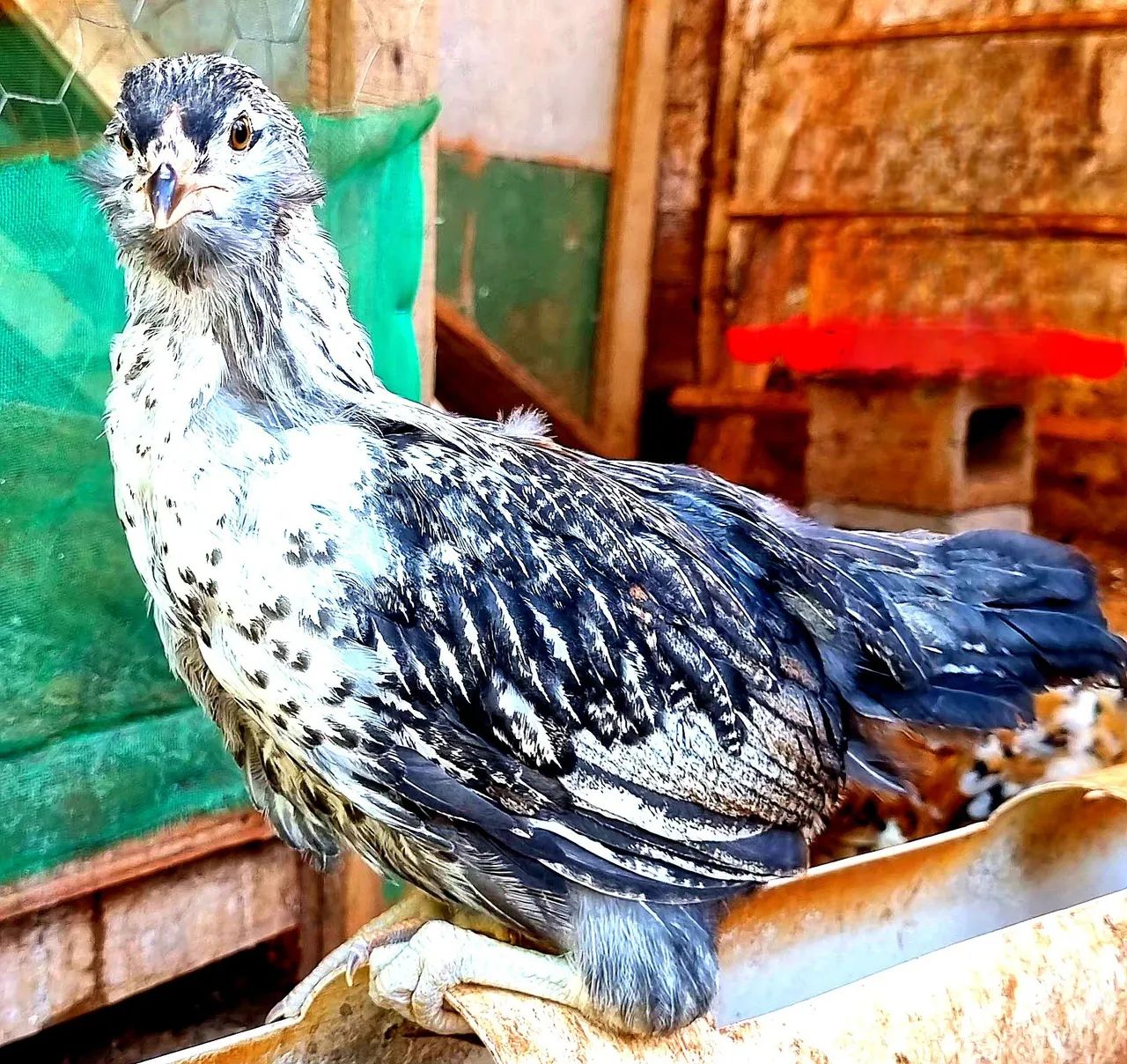Ovos férteis Ameraucana  - Foto 2