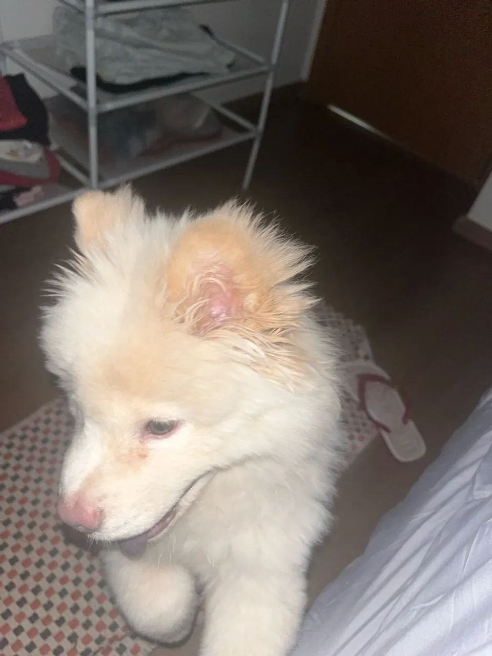 Chow chow - Foto 5
