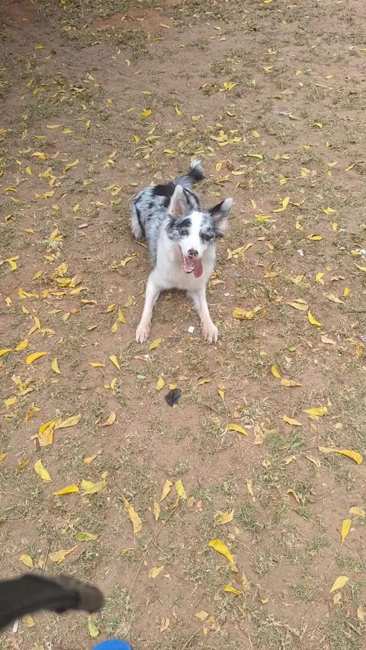 Cachorro  - Foto 3