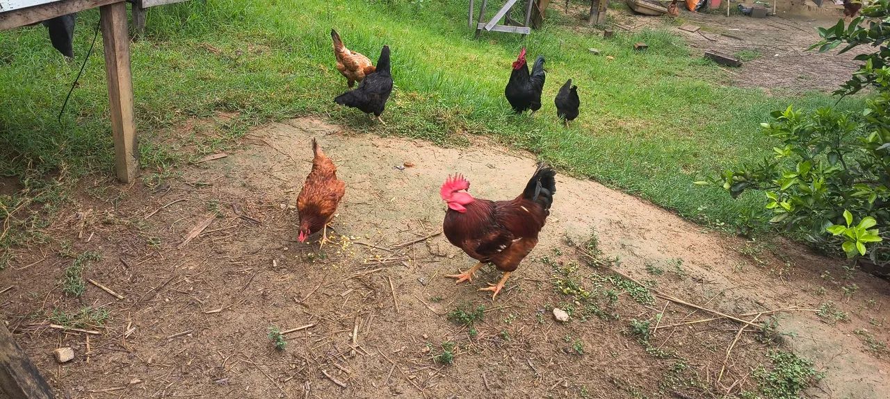 Galinhas