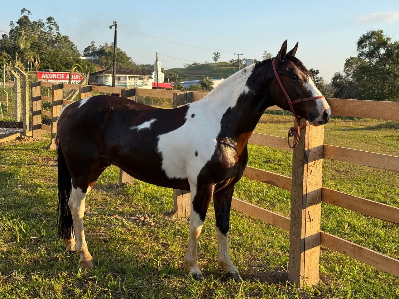 Cavalo crioulo Castrado  - Foto 3