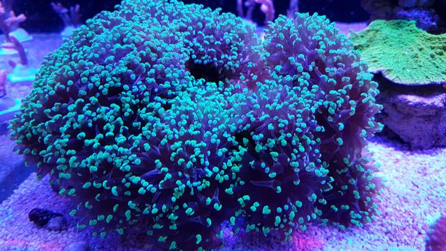 Coral Frog LPS