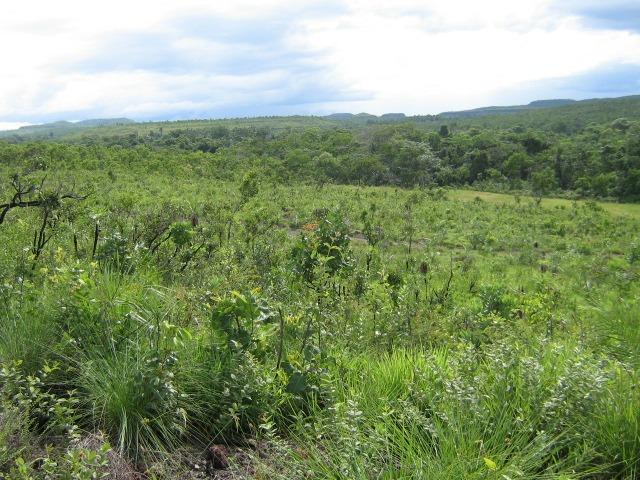 Almas-TO - Fazenda distante de Palmas 210 Km - Foto 11