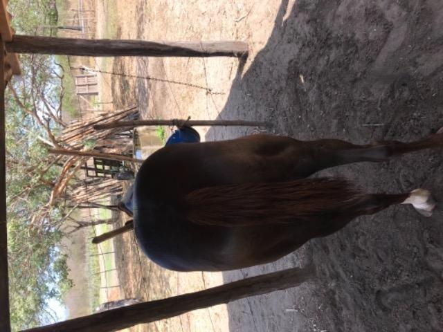 Vendo potra - Foto 6