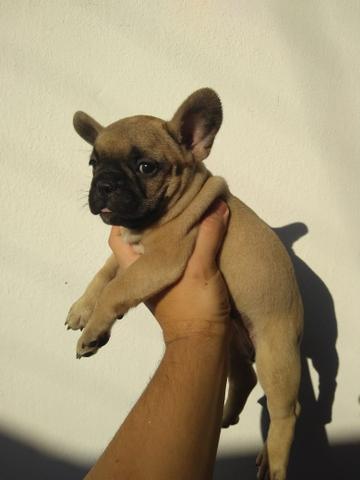 Bulldog Francês