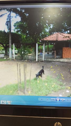 Vendo uma linda chácara beira rio - Foto 5