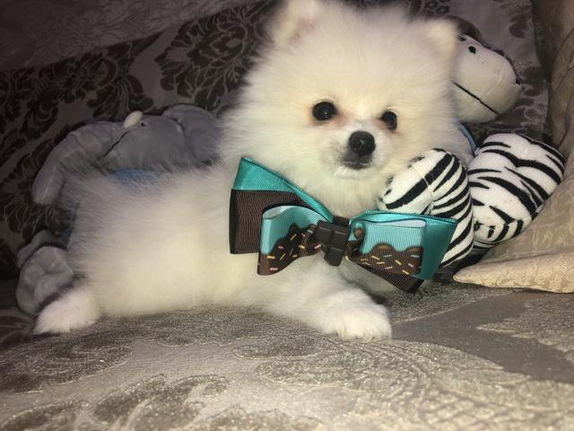 Olha que coisa mais linda spitz alemão anão!!! Lulu da pomerania com muita qualidade!!! - Foto 4