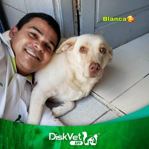 Veterinário em Domicílio - Foto 5