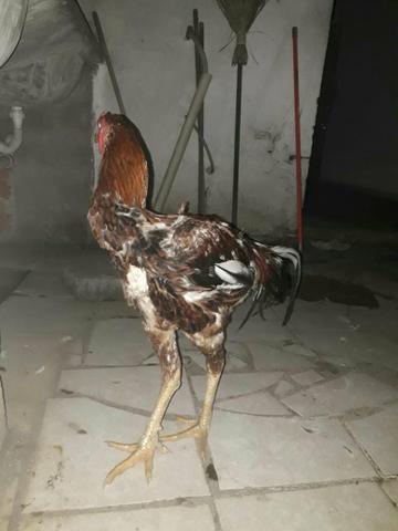 Vendo Índio Gigante - Foto 3