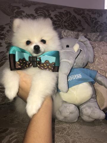 Olha que coisa mais linda spitz alemão anão!!! Lulu da pomerania com muita qualidade!!!
