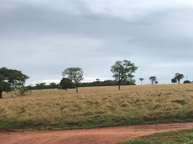 Fazenda plana e rica em água, 24 Alqueires (116.16 ha ) Bela Vista de Goias - Foto 7