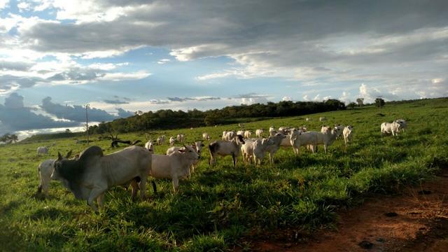 Fazenda beira do lago a melhor da região - Foto 16