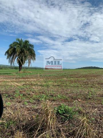 Fazenda 30 alqueires ( 145,20 ha ) Guapó-GO soja e pecuária - Foto 13