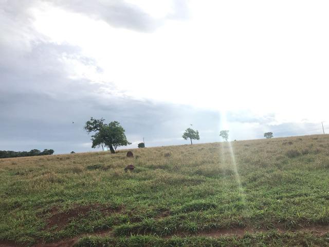 Fazenda plana e rica em água, 24 Alqueires (116.16 ha ) Bela Vista de Goias - Foto 15