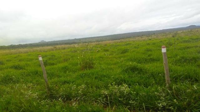 300 Alqs 200 Em Pasto Excelente Fazenda Paraúna GO - Foto 6