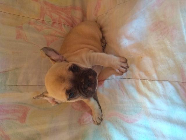Bulldog francês
