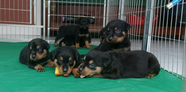 Cabeçudos Robustos E Imponentes Rottweiler Alemão Entrega Imediata Ligue Já - Foto 3