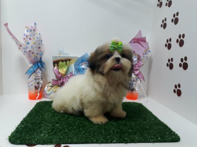 Lindos filhotes de shih tzu macho e fêmea em 10x já vacinados enviamos até você!!!