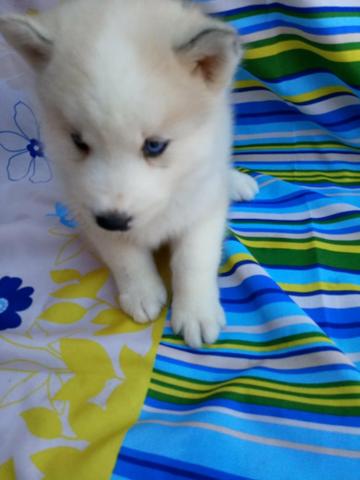 Husky siberiano macho e fêmea em 10x enviamos até você!!! - Foto 5
