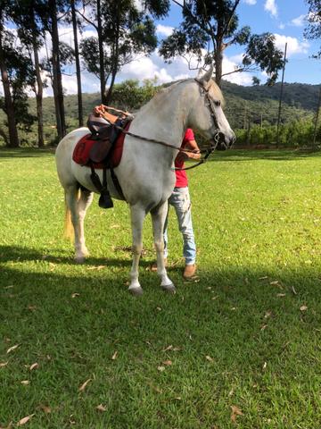 Vendo cavalo mangalarga! - Foto 2