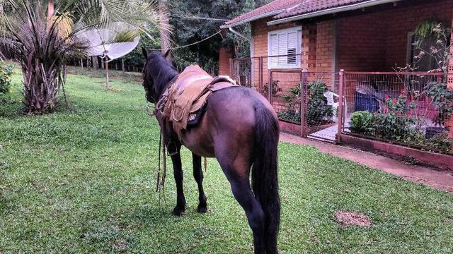 Bagual mangalarga Marchador - Foto 4