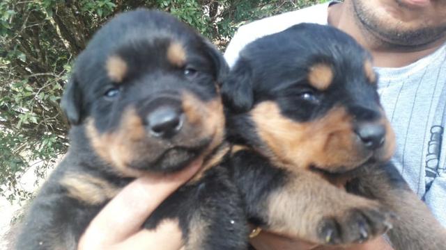 Rottweiler cabeça de touro, com garantias e suporte veterinário gratuito!