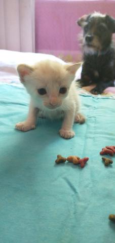 Gatos siameses - Foto 5