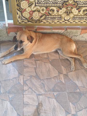 Estou doando essa cadela - Foto 2