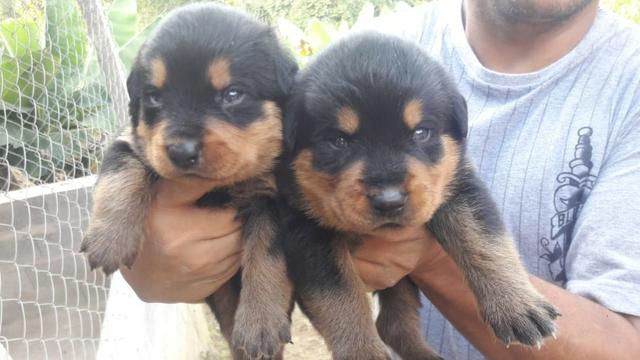 Rottweiler cabeça de touro, com garantias e suporte veterinário gratuito! - Foto 5
