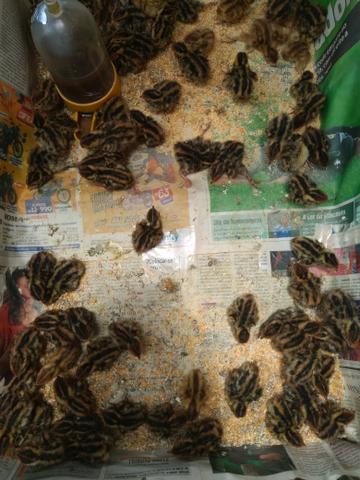 100 pintim de codorna