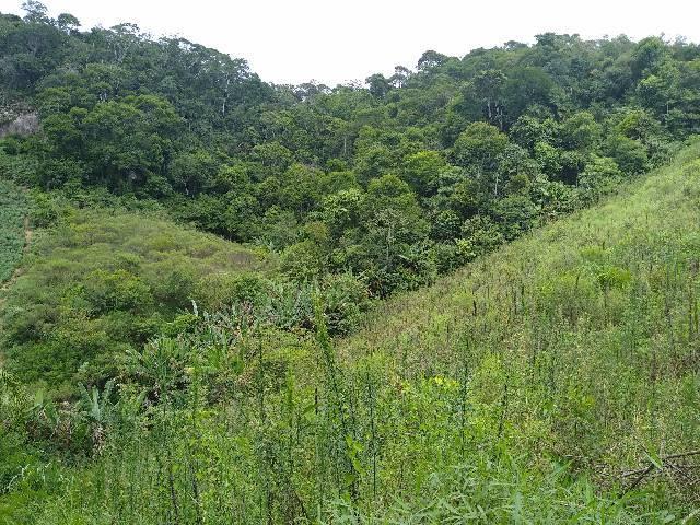Sítio Santa Leopoldina meia légua 5 Alqueires - Foto 17