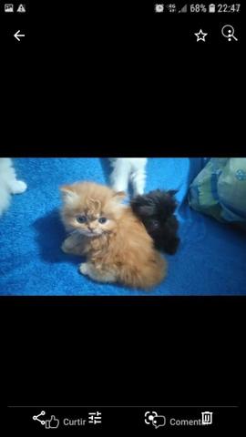 Lindos Gatinhos Persa - Foto 5