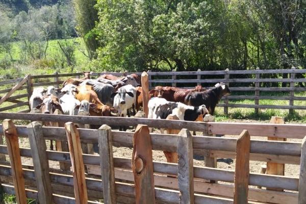 Vendo- Sítio no Sul de Minas com 26 hectares!! - Foto 5
