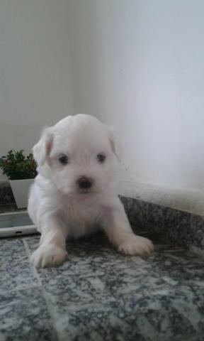 Lindos Filhotes Maltês - Foto 3