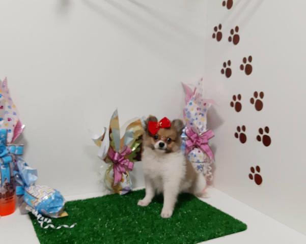 Lindas Spitz alemao fêmea em 10x de 350,00 enviamos até você!!! - Foto 4