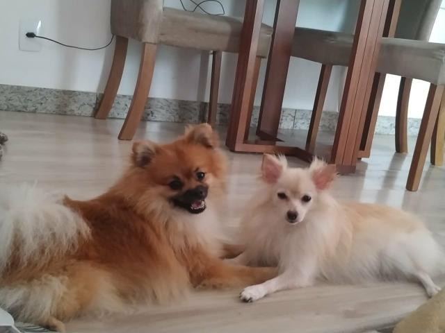 Filhotes de lulu/Split anão