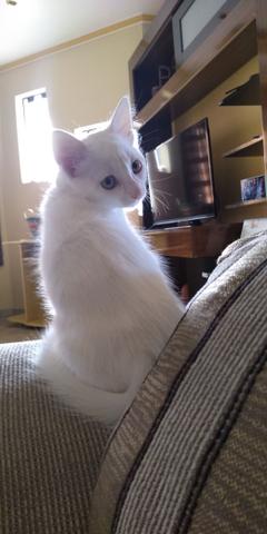 Cuidadora de Animais - Foto 2