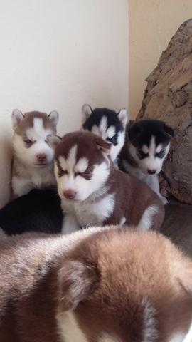Lindos Filhotes Husky Siberiano - Foto 2