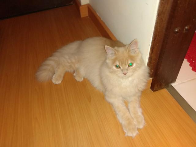 Vendo gato - Foto 2
