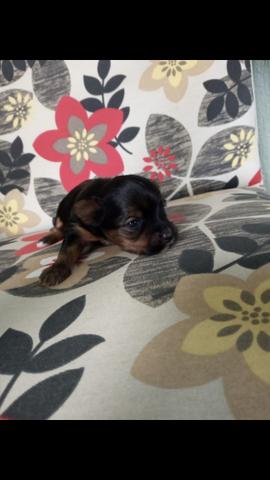 Vendo filhote de yorkshire bibelô - Foto 2