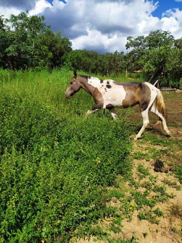 Cavalo macha picada!!!