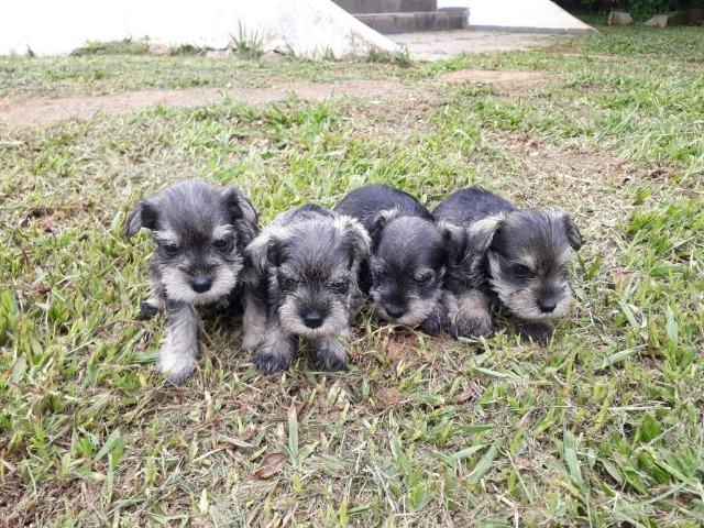 Lindos Filhotes Schnauzer - Foto 3