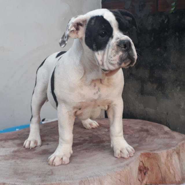 Exotic Bully - Foto 3