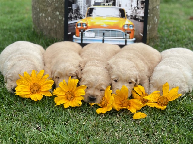 RS / golden retriever // @canilcanaaa  - Foto 3