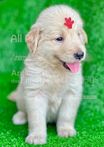 Golden Retriever bem fofinhos $$ - Cachorros e acessórios - Perdizes, São  Paulo 904740490